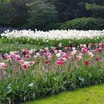 Keukenhof