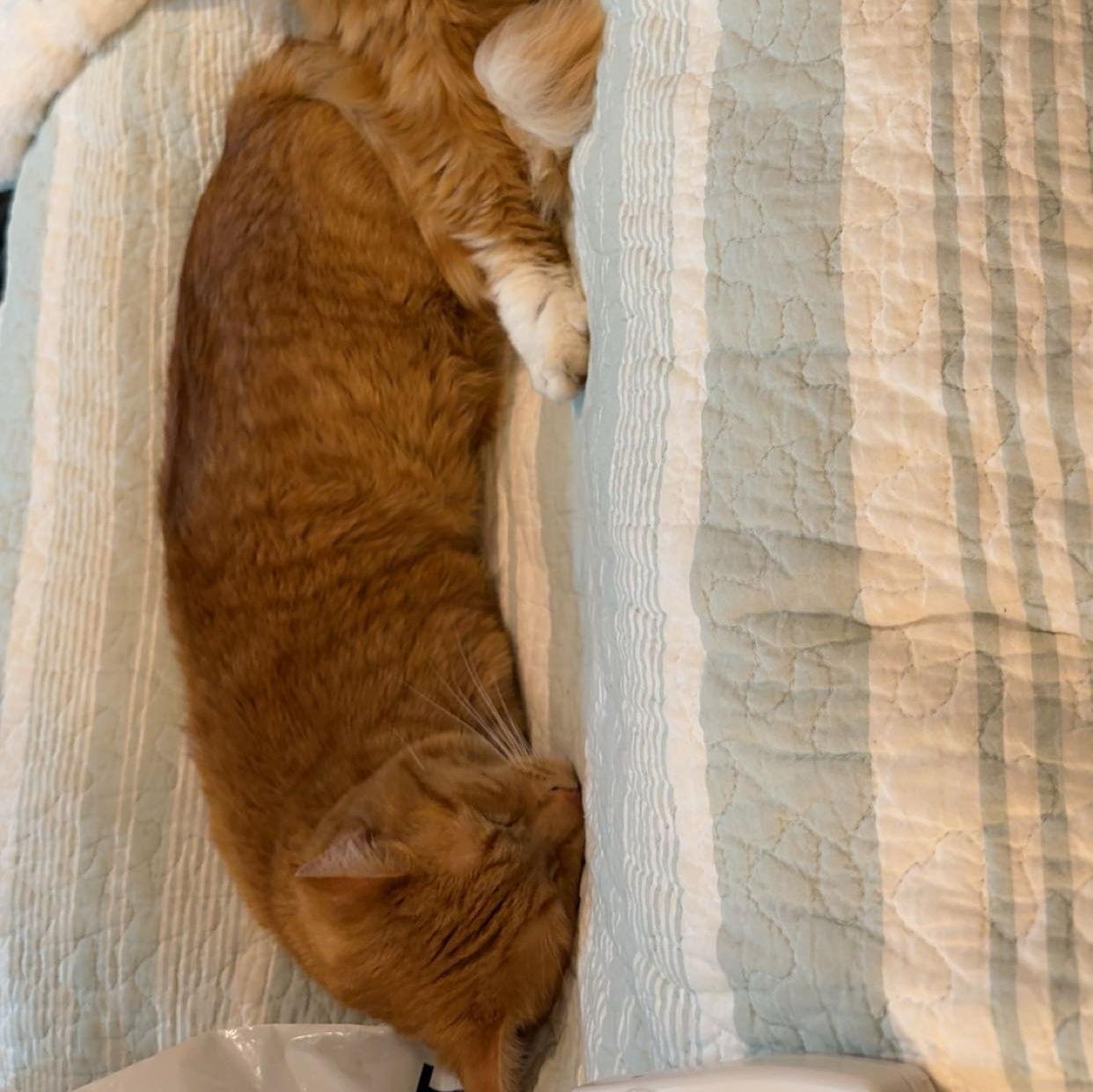 Tommy (Lydia's cat)