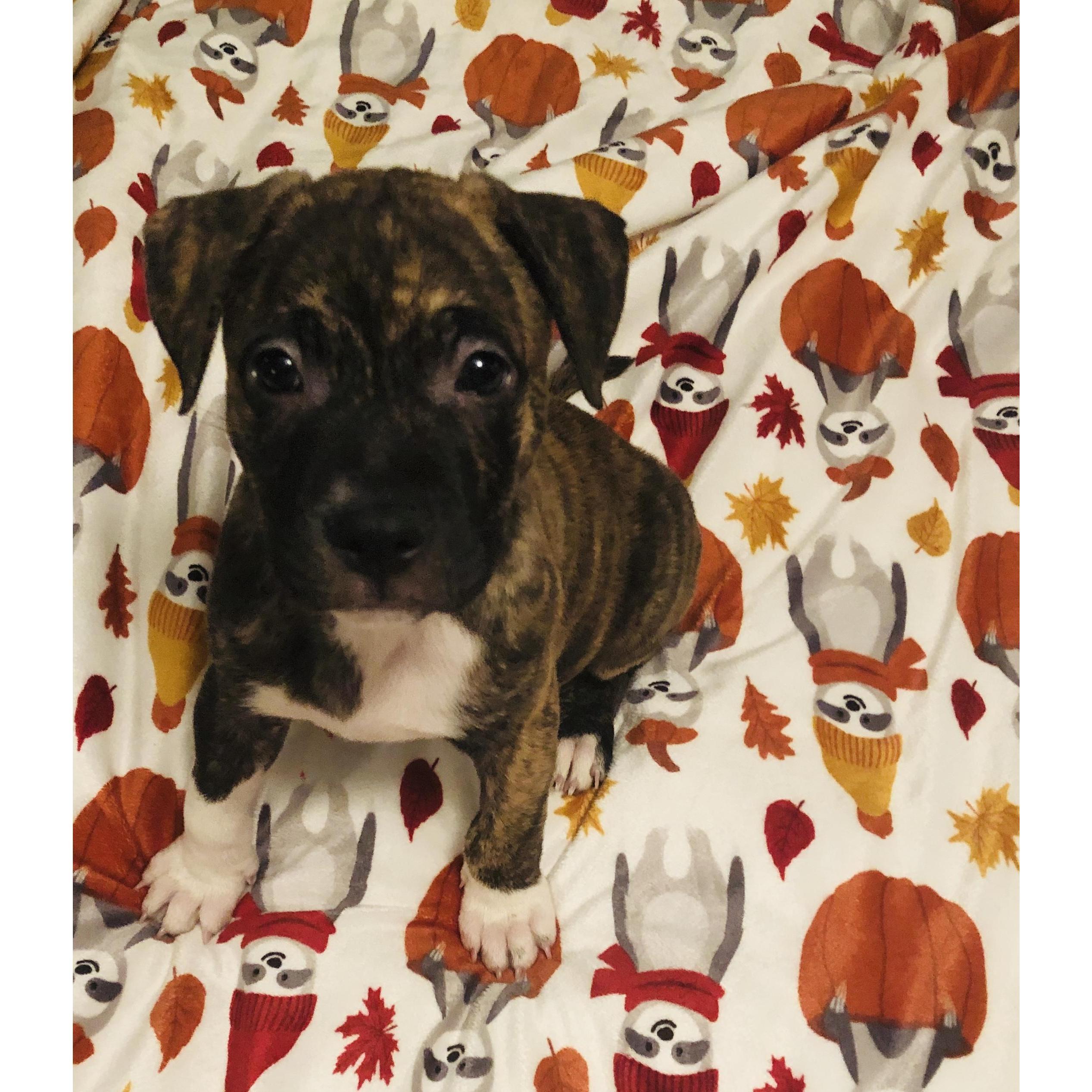 Fur Baby #10 Brick!