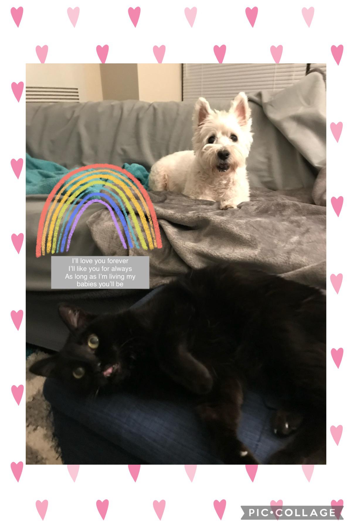 Our first two Angel fur babies