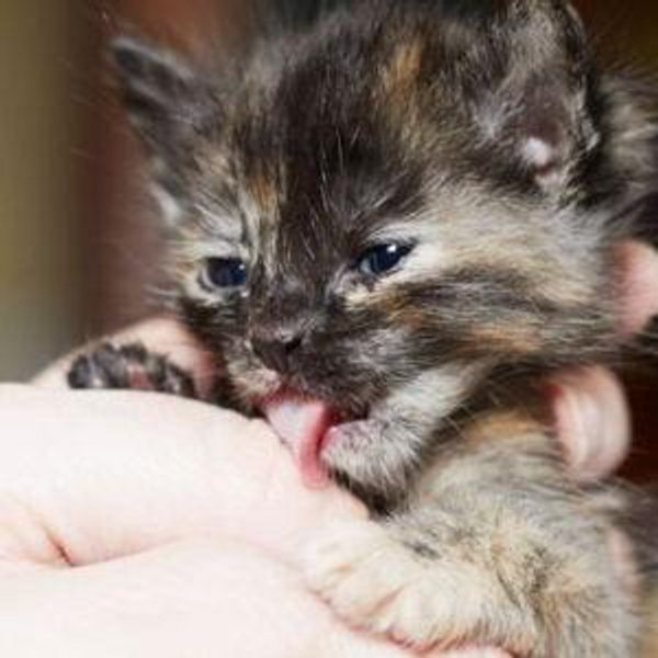Donation to Seattle Area Feline Rescue