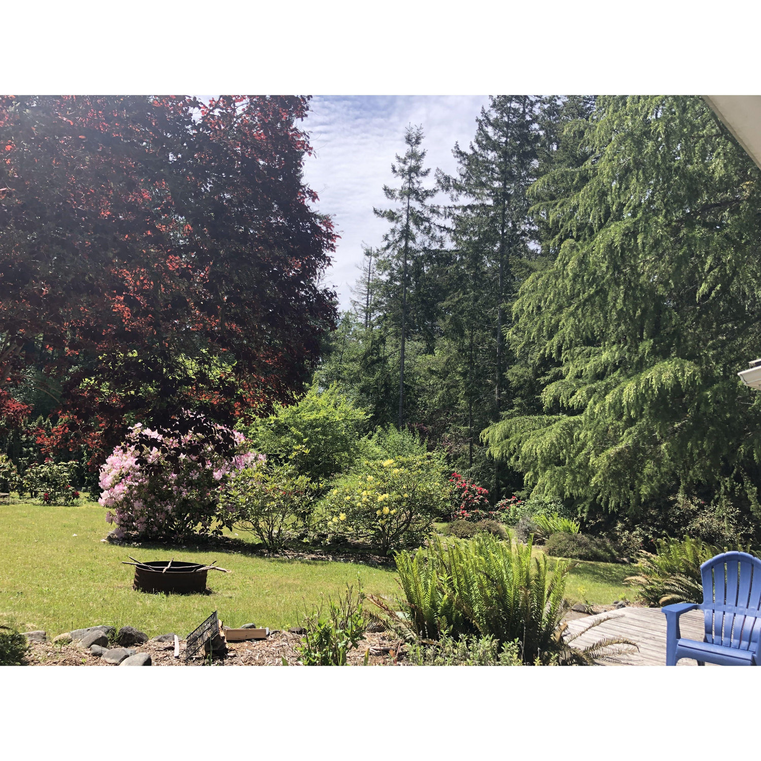 Our front yard on Whidbey.  This is a sacred space for us and where we have lots of campfires, smores and joy!