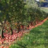 Aamodt's Apple Farm
