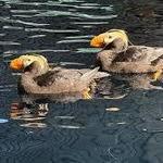 Alaska SeaLife Center