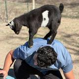 Goat Farm by Goat Shenanigans