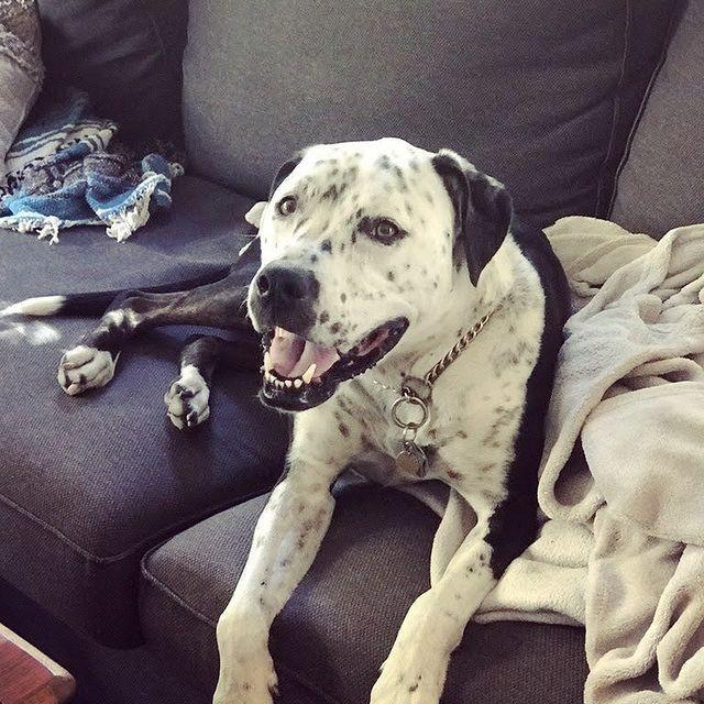 Our dog daughter, Naya :)
