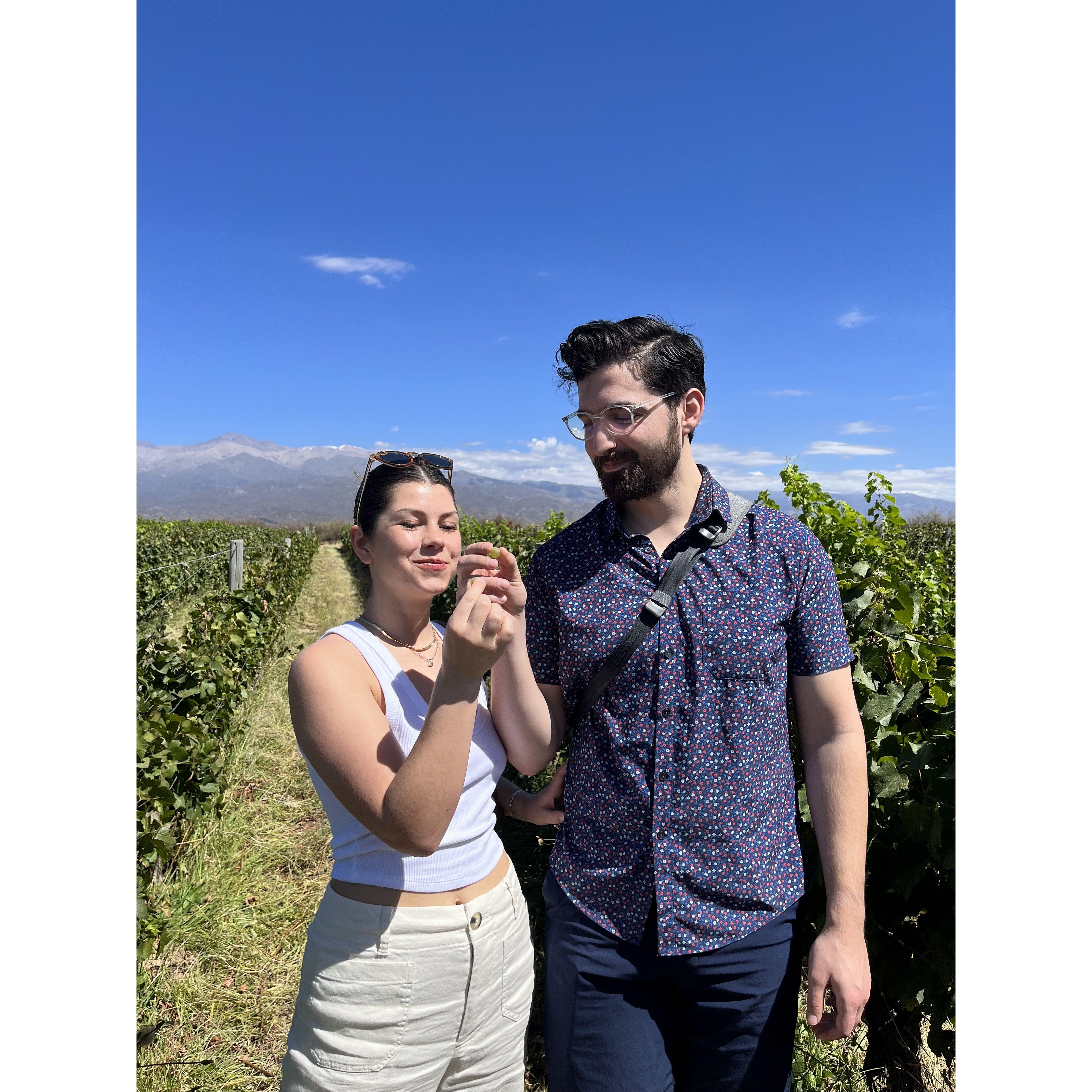 Tasting grapes from the vine in Mendoza