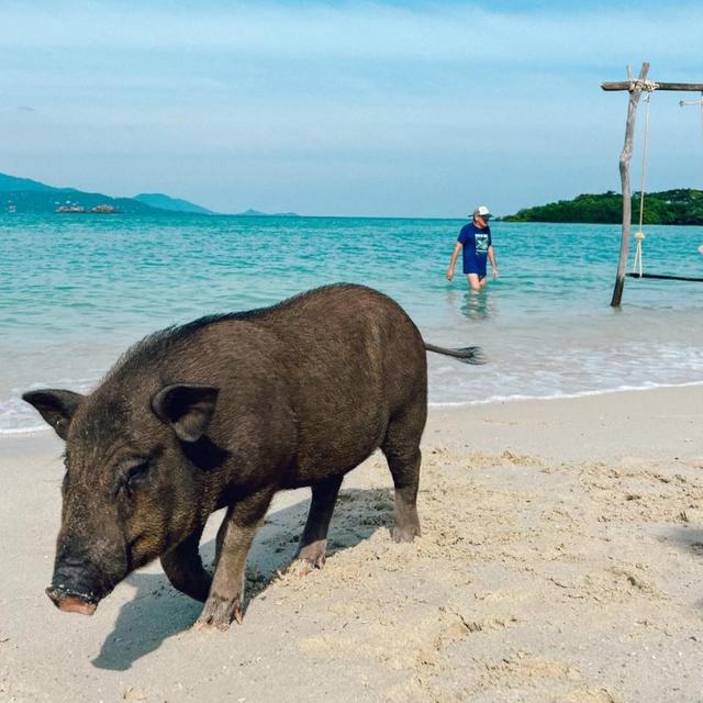 Visit to Pig Island on Honeymoon in Thailand