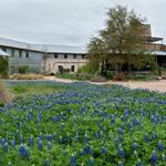 Lady Bird Johnson Wildflower Center