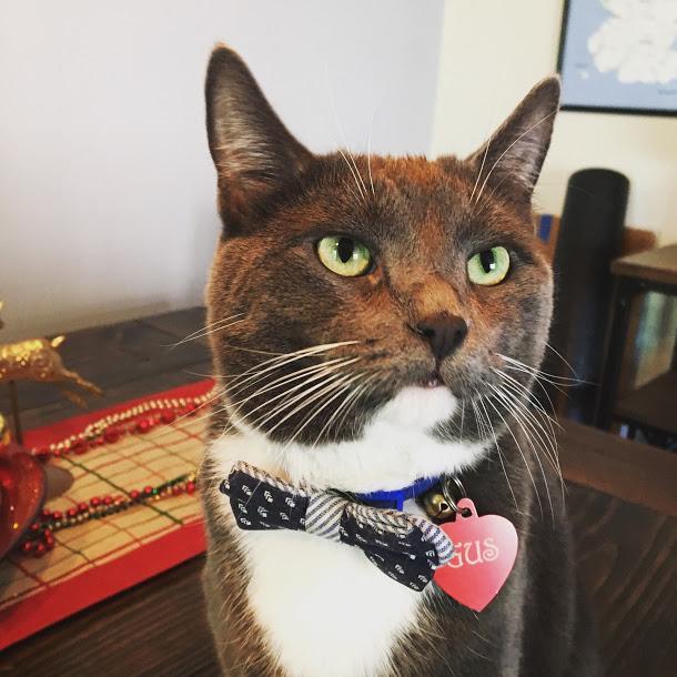 The engagement ring bearer, Gus.