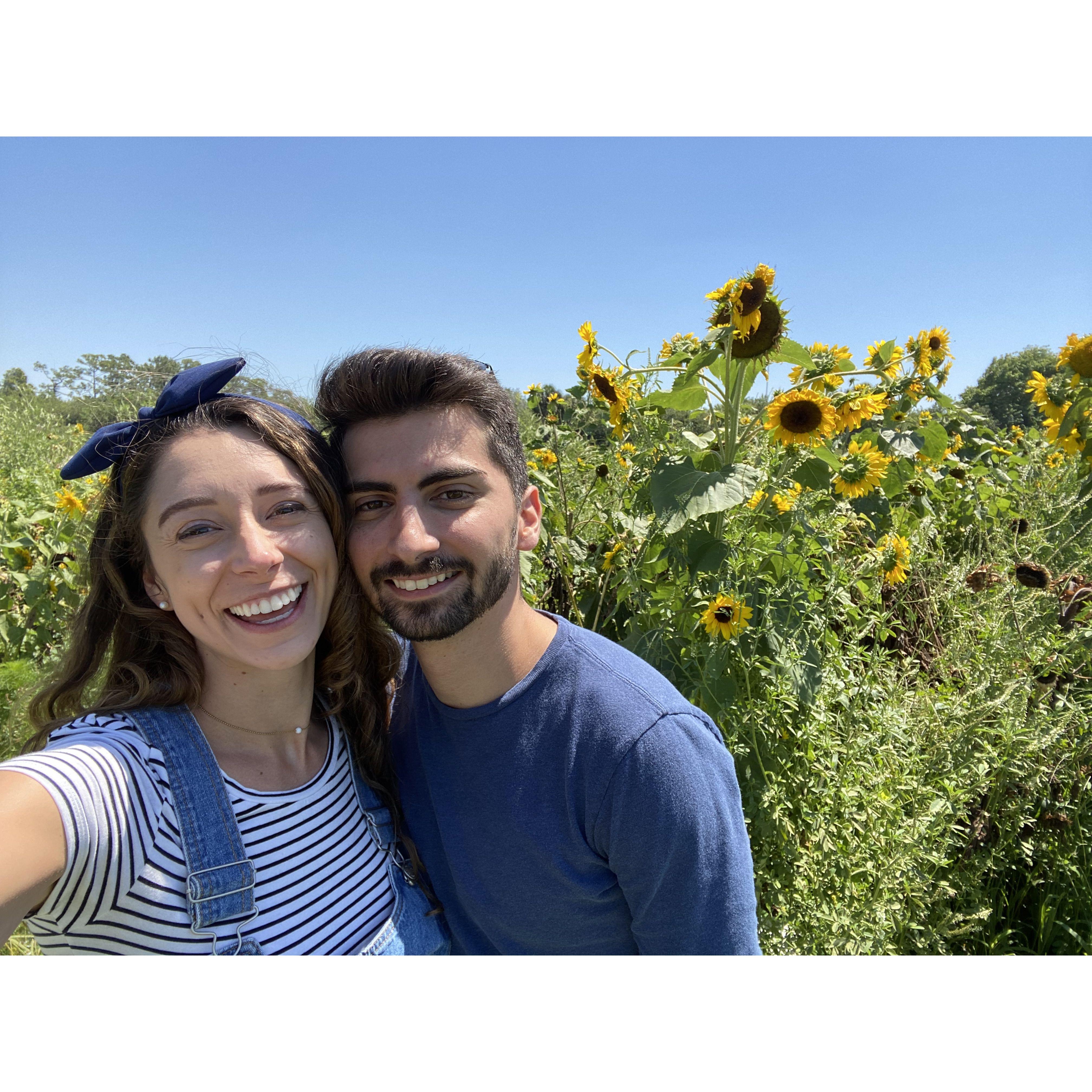 Field of sunflowers!