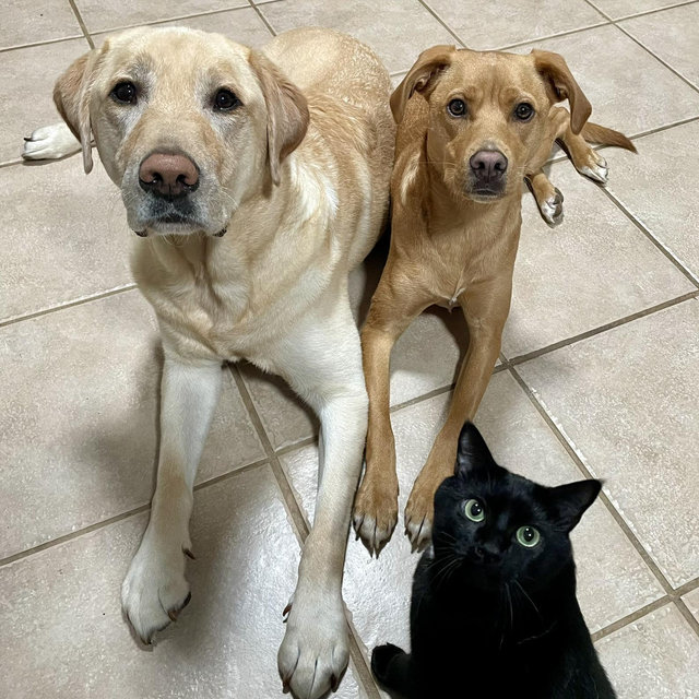 Furbaby Fund