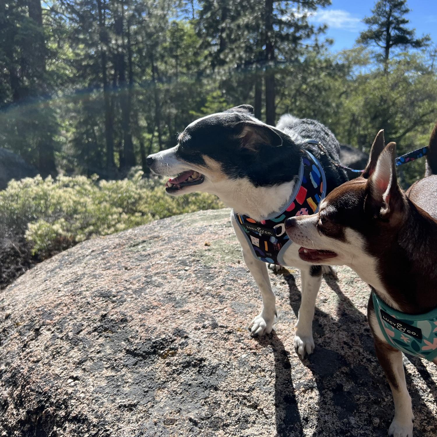 Little mountaineers!