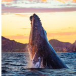 Cabo Expeditions