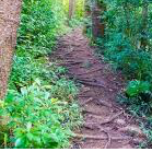 Judd Trail/Nu'uanu Hike