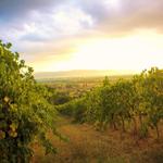 Tili Vini Winery