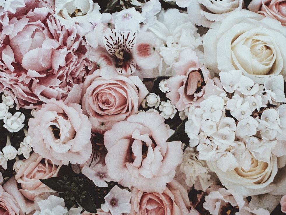The Wedding Website of Anela Saracinaj and Gregory Kurtz Jr.