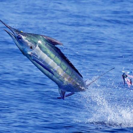 Honeymoon 1/2 day fishing tour for 2