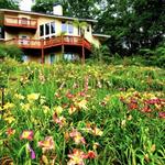 Jungle Paradise Daylilies