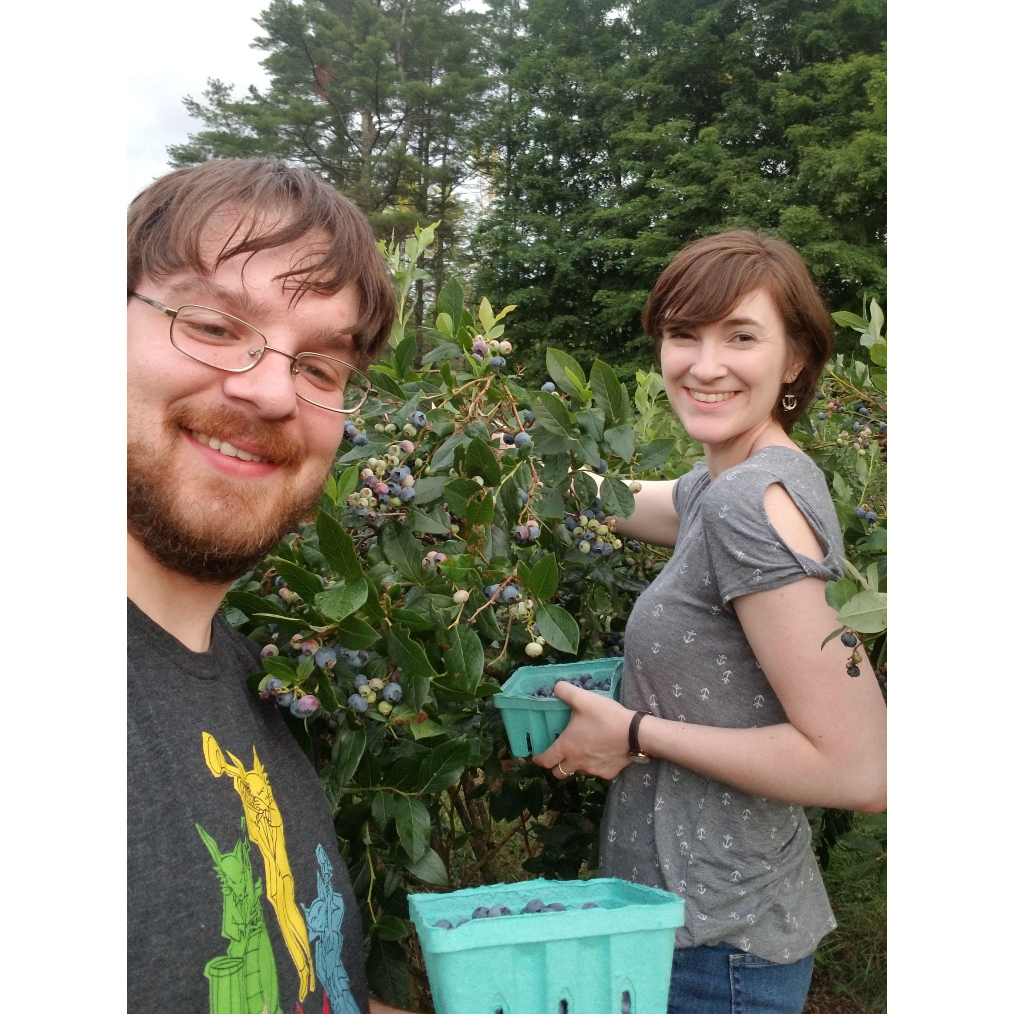 Blueberry picking, August 2018