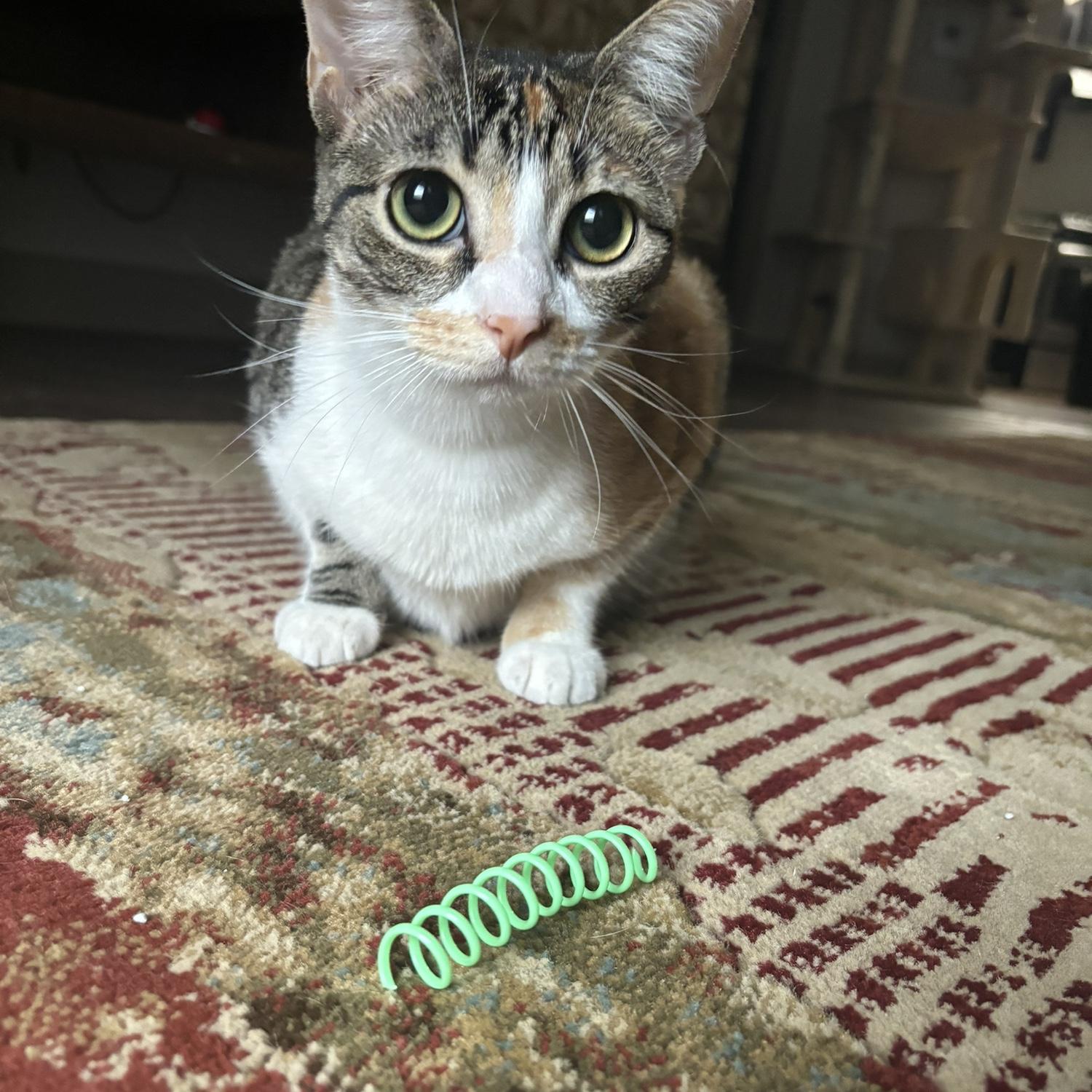 Mochi, our sweet babygirl.