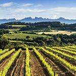Wine Tour in Penedes Wine Region