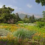 Santa Barbara Botanic Garden