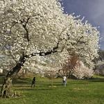 Branch Brook Park