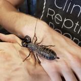 Clint's Reptile Room