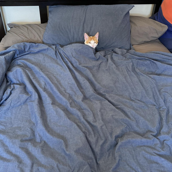 Bed Fund