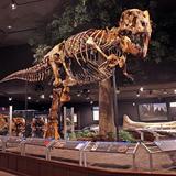 Museum of the Rockies