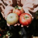 Apple Picking