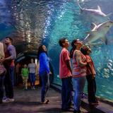 Adventure Aquarium