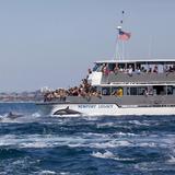 Whale Watching (Newport Beach)