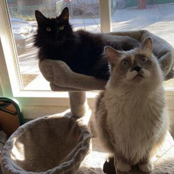 Cat Tower Fund