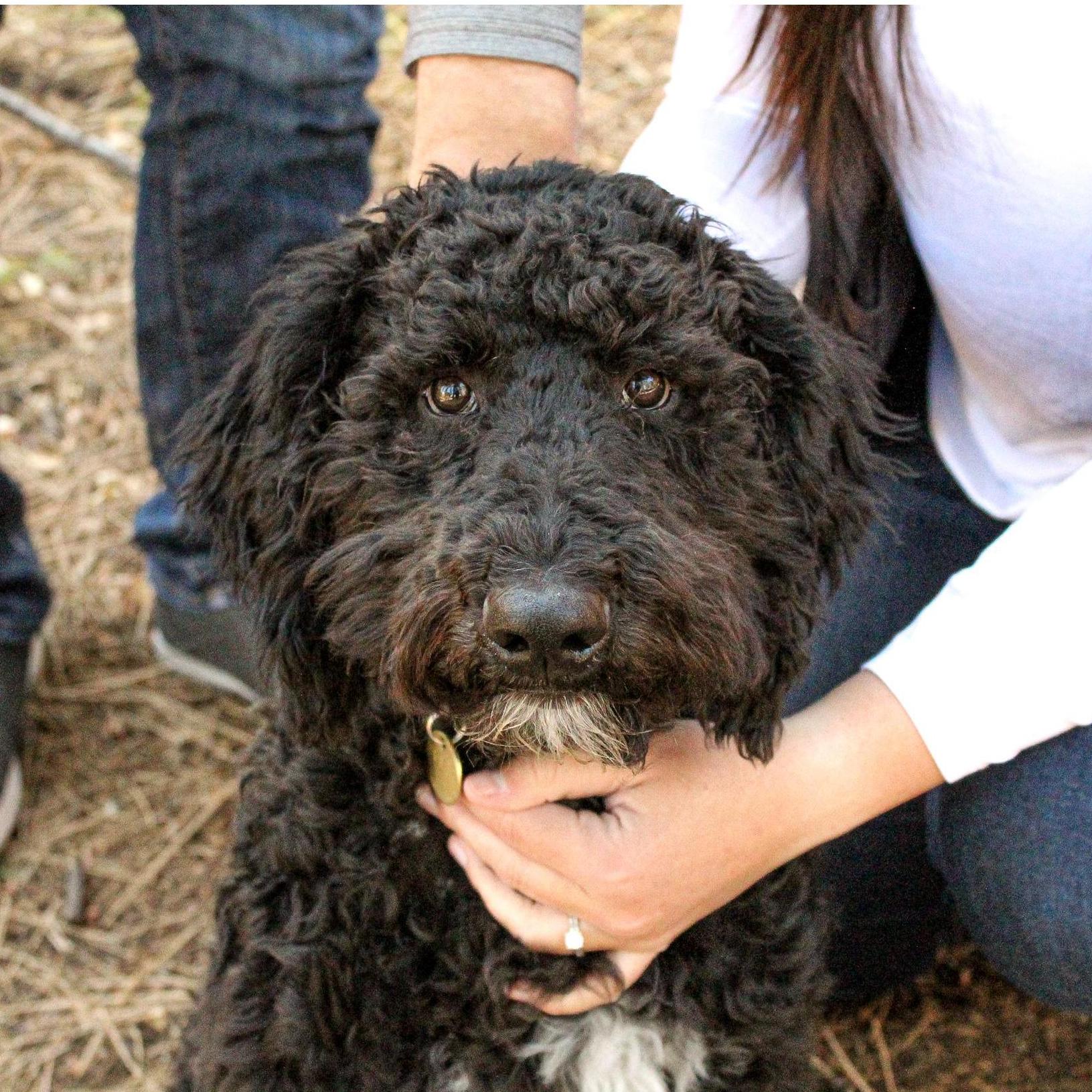 Elmer Fudd, our sweet doodle dog