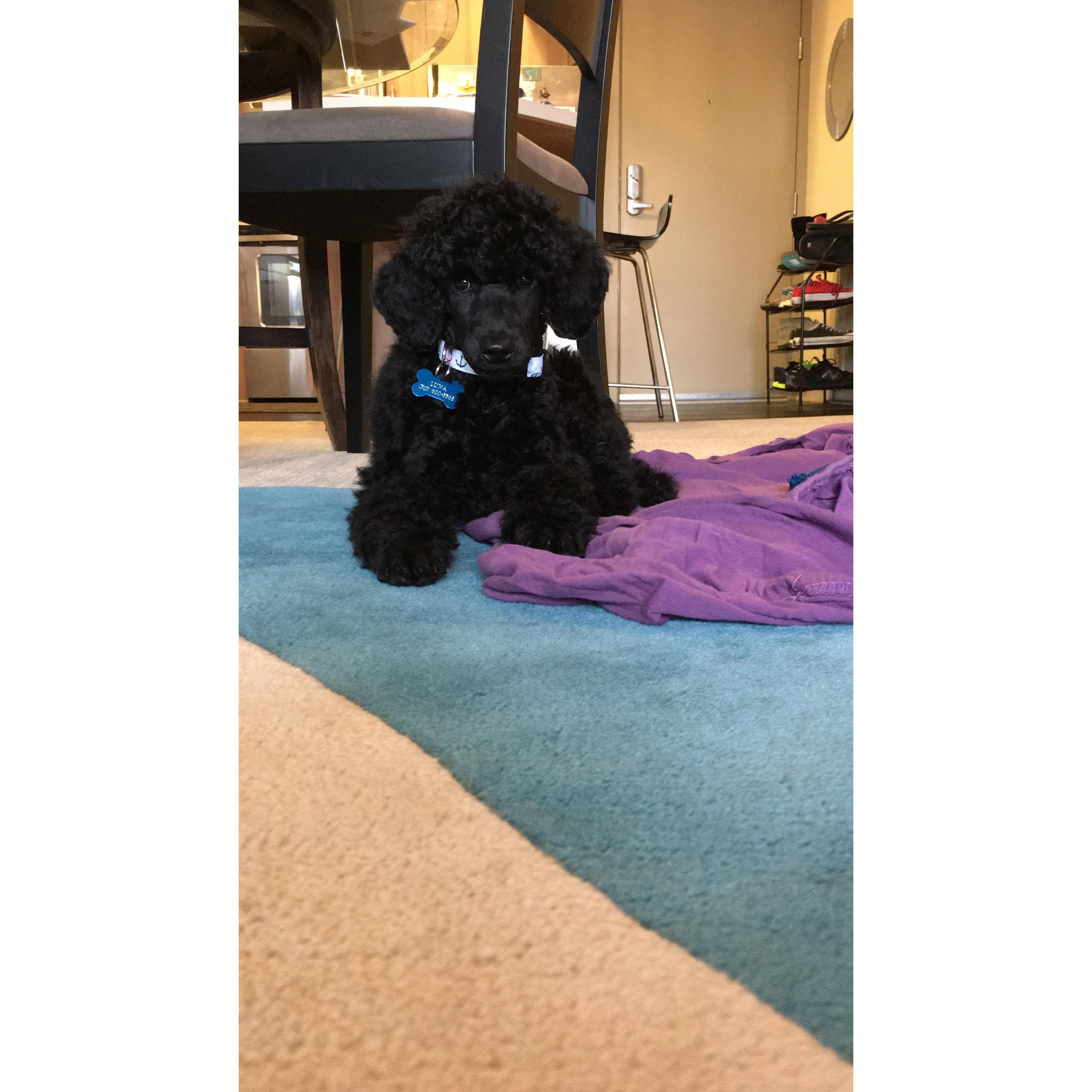 Luna Bruen