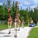Lion Country Safari