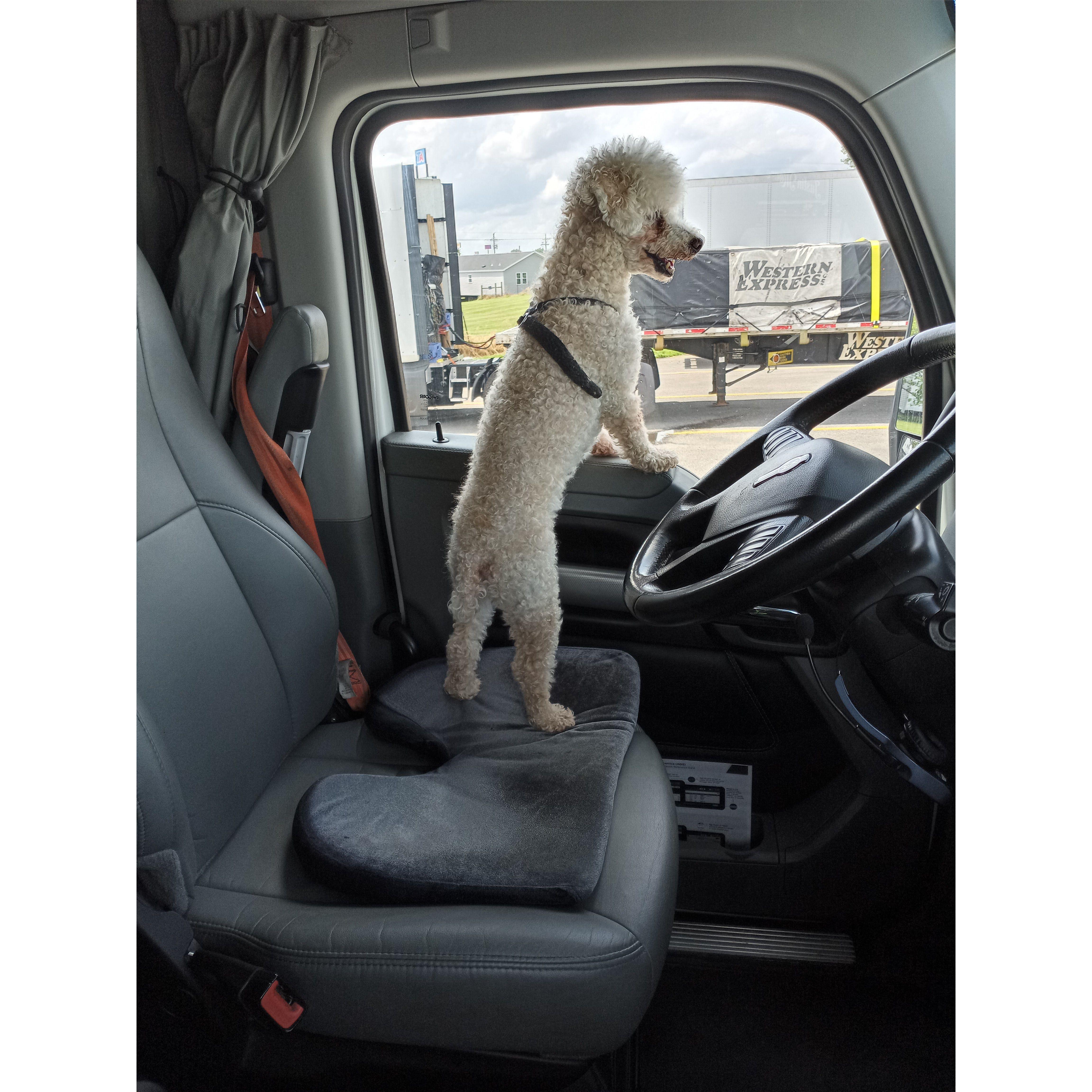Trucker dog Stanley!