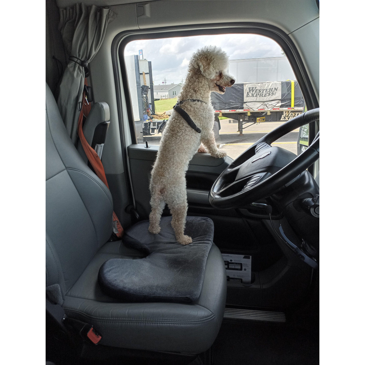 Trucker dog Stanley!