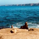 La Jolla Cove