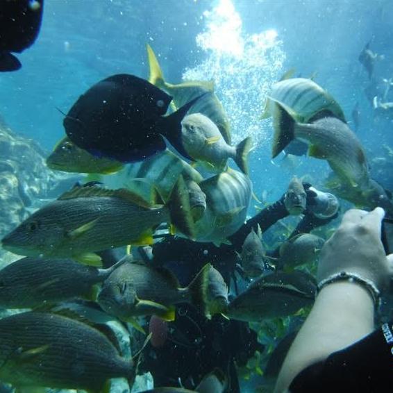 at one point one of the tour guides threw fish food in our faces so we got a real good up close look at a school of fish