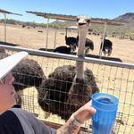 Rooster Cogburn Ostrich Ranch