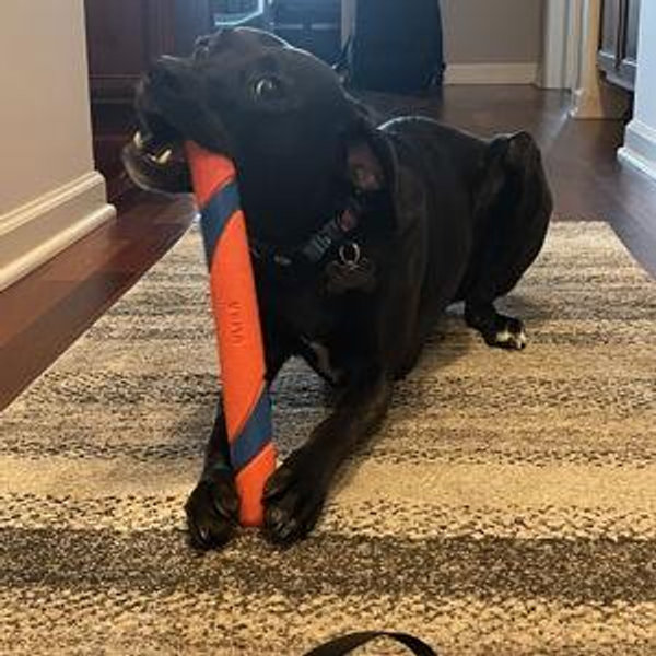 Raya's Toy & Treat Fund