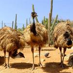 Aruba Ostrich Farm