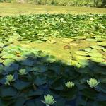 Sonoma Botanical Garden