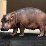 Zoo