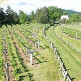 Wisteria Farm and Vineyard
