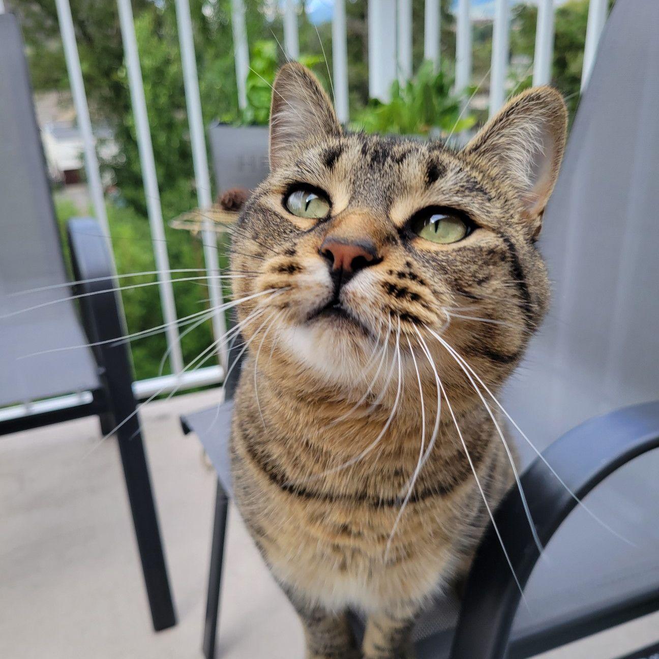 Penelope