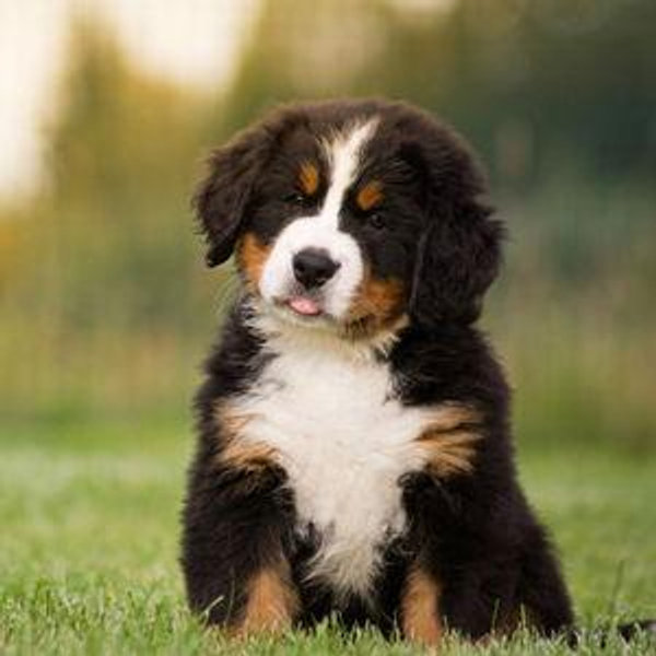 Our Future Puppy